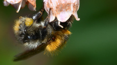 Ackerhummel (13).JPG